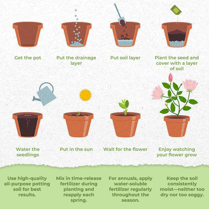 🍒🇺🇸GFOUK® Charming Blossom Seeds🔥🔥🔥